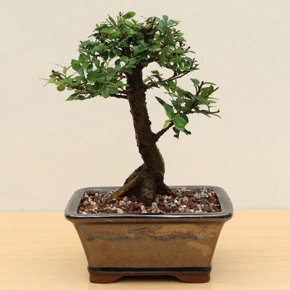 (A3) CHINESE ELM (Ulmus parvifolia)