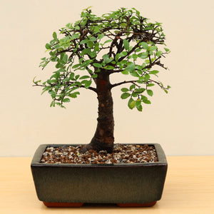 (A4) CHINESE ELM (Ulmus parvifolia)