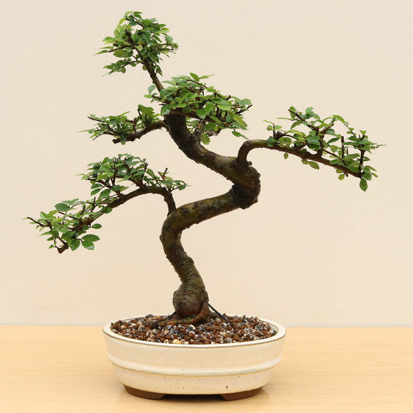 (A5) CHINESE ELM (Ulmus parvifolia)