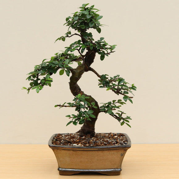 (A6) CHINESE ELM (Ulmus parvifolia)