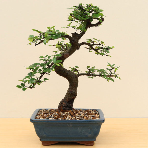 (A7) CHINESE ELM (Ulmus parvifolia)