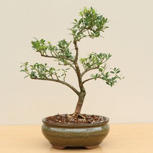 (D4) JAPANESE HOLLY (Ilex crenata)